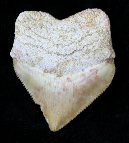 Large, Squalicorax (Crow Shark) Fossil Tooth #19284